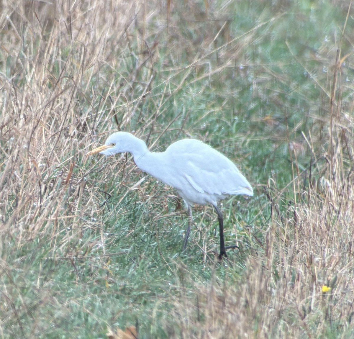 Airone guardabuoi - ML644772766