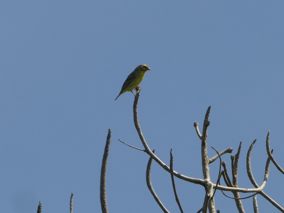 Yellow-fronted Canary - ML644772773