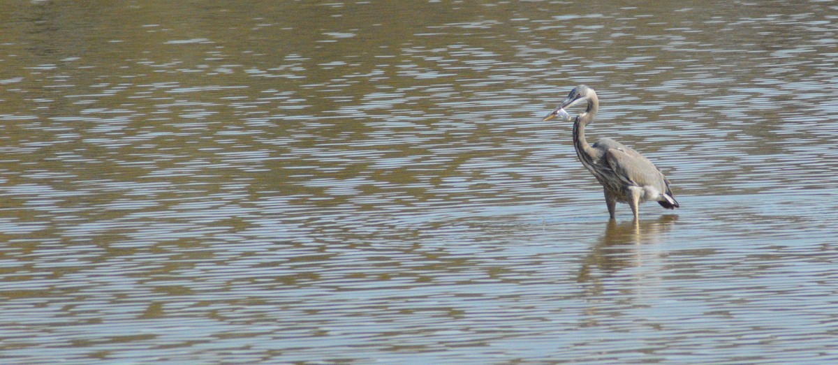 Great Blue Heron - ML644772774