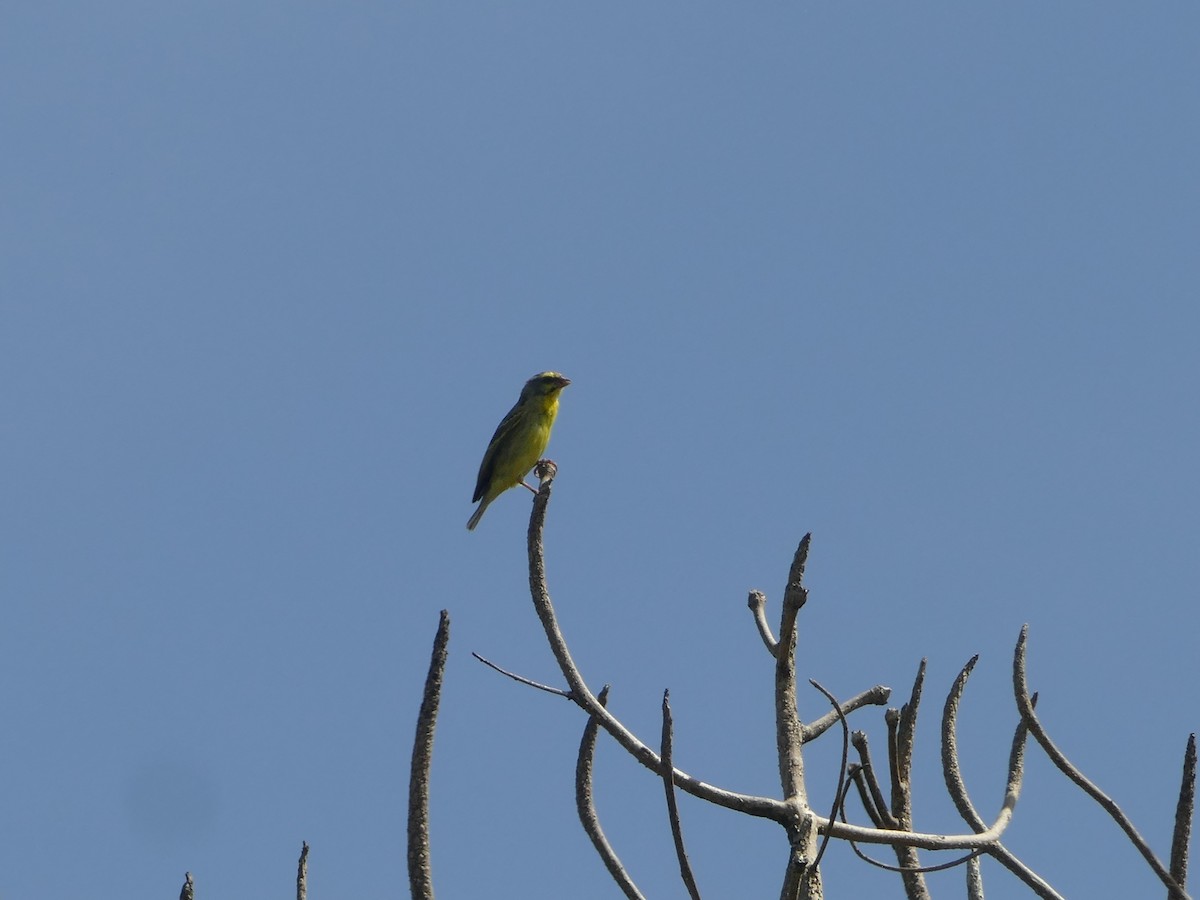 Yellow-fronted Canary - ML644772775
