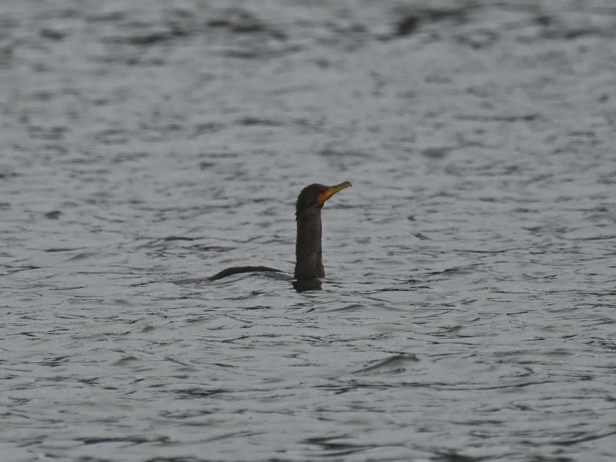 totoppskarv - ML644772779