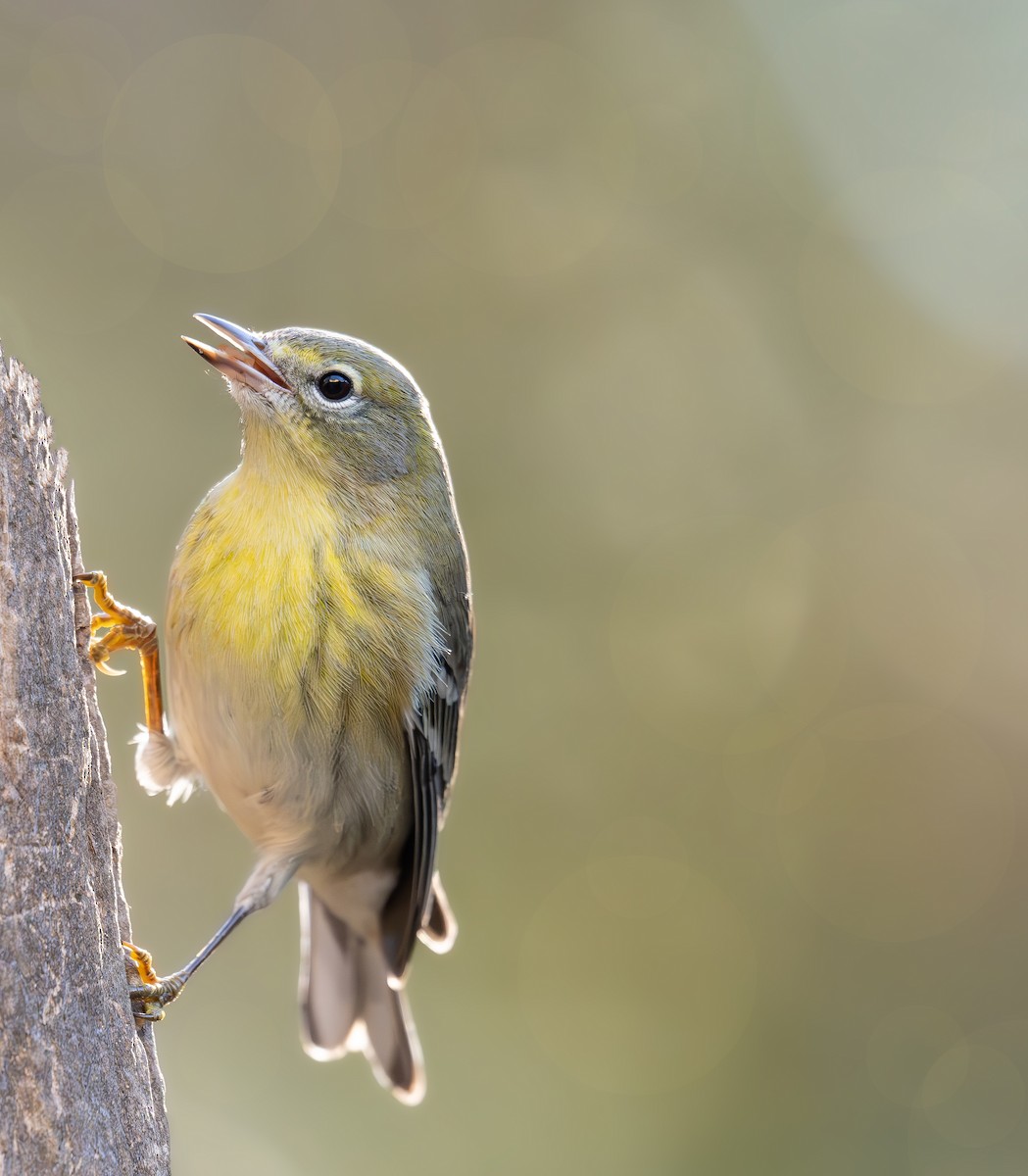 Pine Warbler - ML644772794