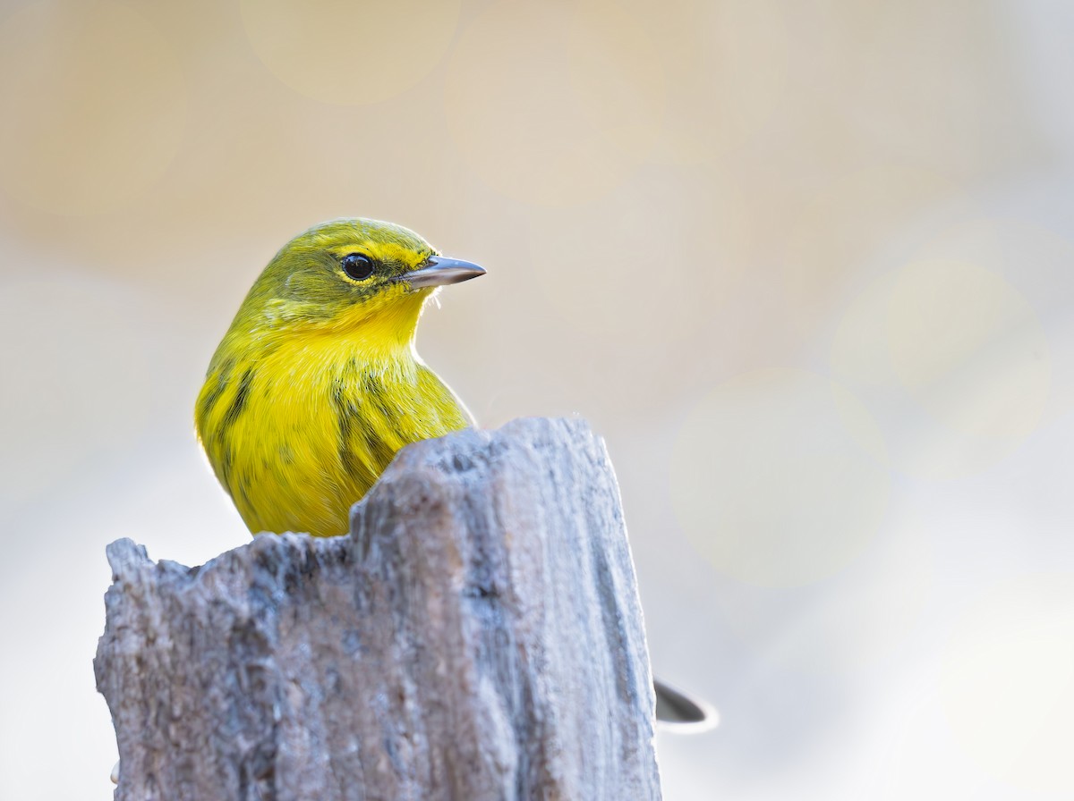 Pine Warbler - ML644772795