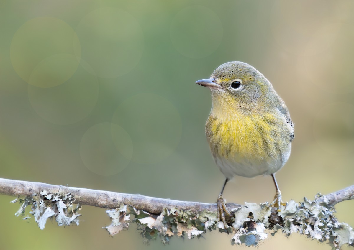 Pine Warbler - ML644772796