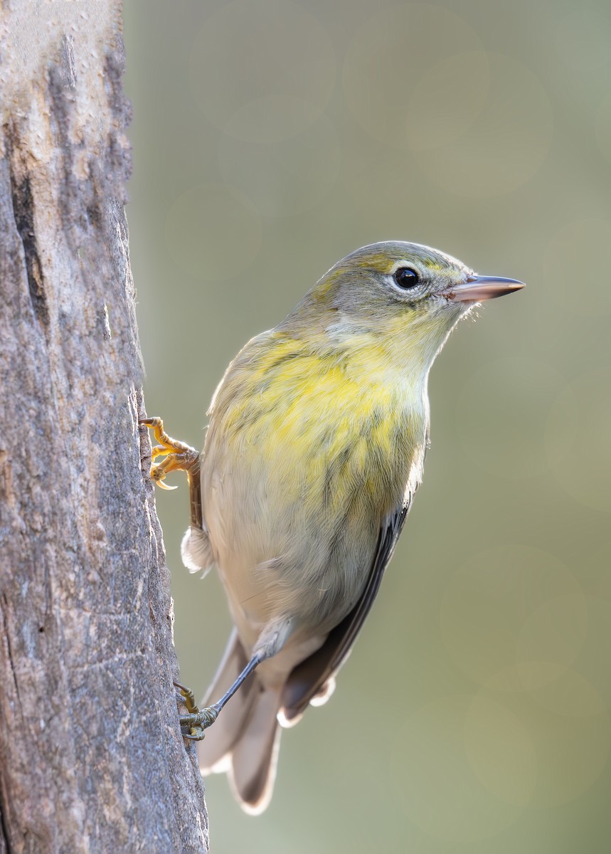 Pine Warbler - ML644772797