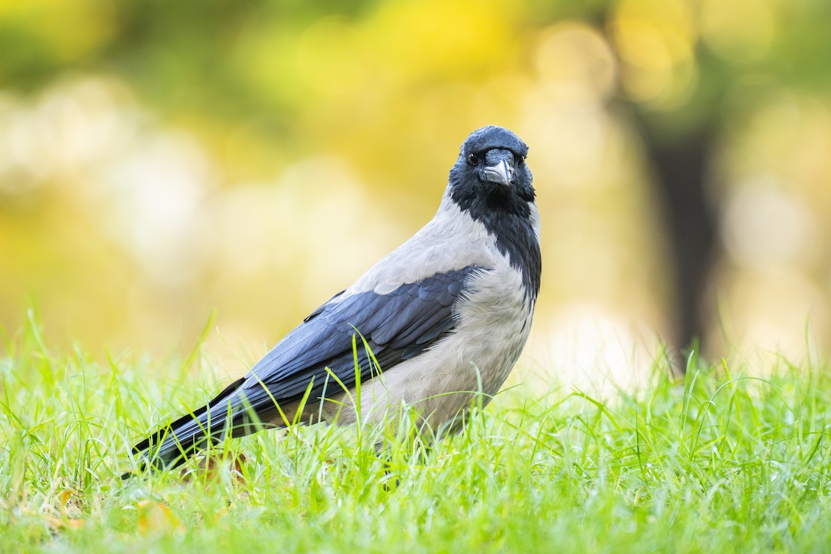 Leş Kargası - ML644772798