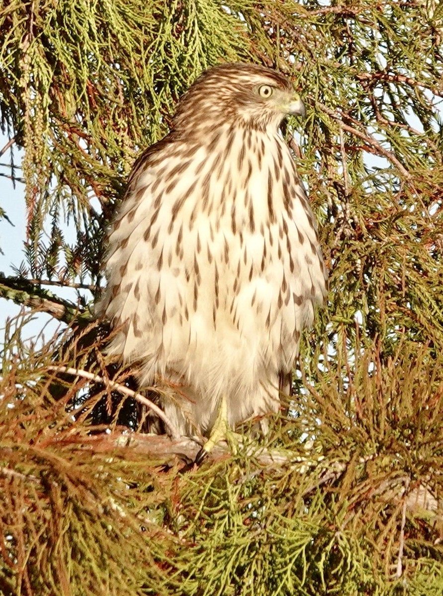 Яструб чорноголовий - ML644772799