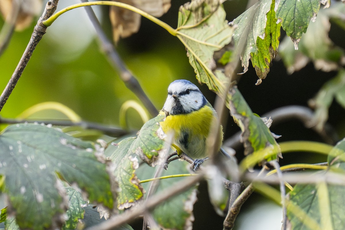 sýkora modřinka - ML644772803