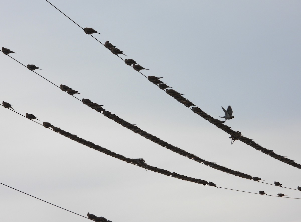 Zenaida Huilota - ML644772815