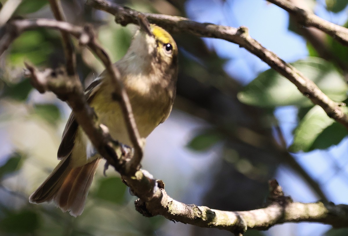 Weißaugenvireo - ML644772821