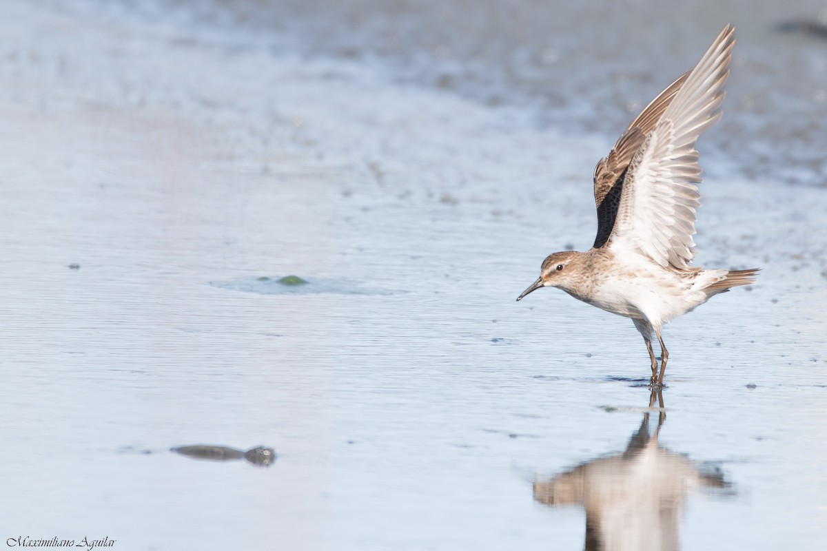 Weißbürzel-Strandläufer - ML644772829
