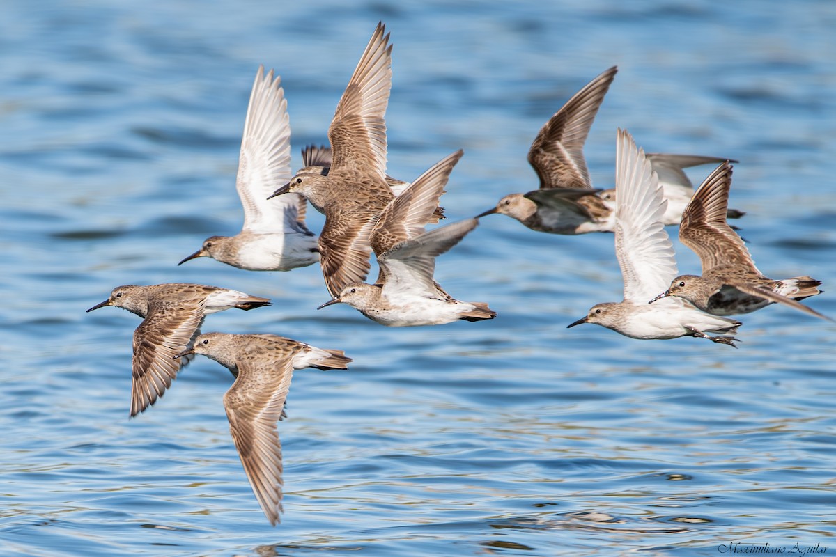 Weißbürzel-Strandläufer - ML644772830