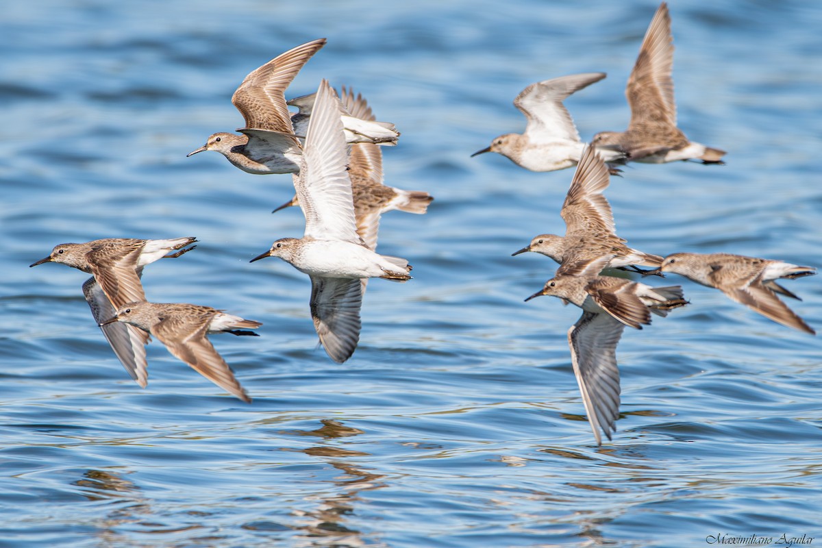 Weißbürzel-Strandläufer - ML644772831