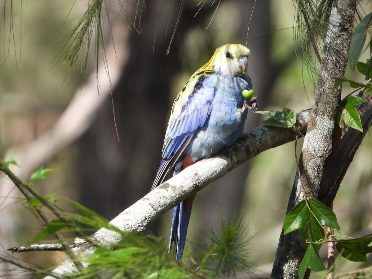 Pale-headed Rosella - ML644772836