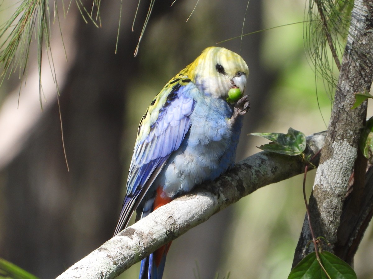 Pale-headed Rosella - ML644772837