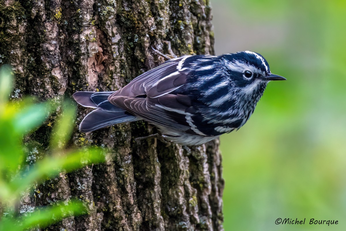 Black-and-white Warbler - ML644772838