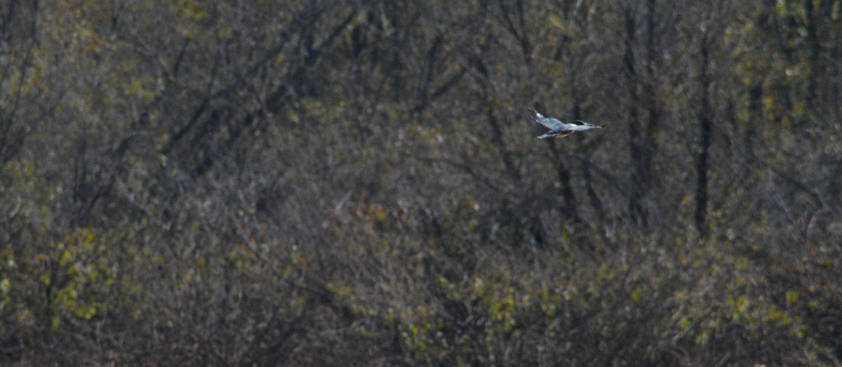 Belted Kingfisher - ML644772841