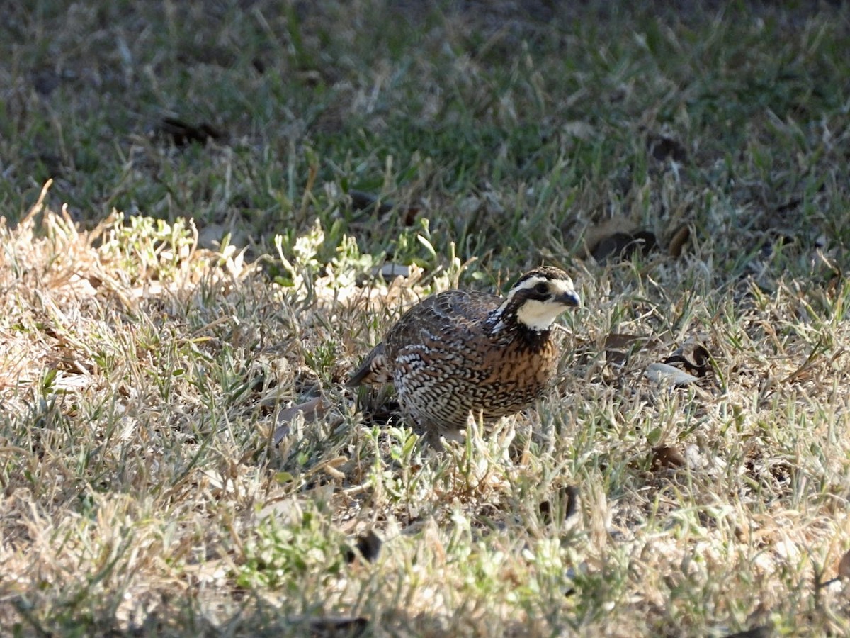 Northern Bobwhite - ML644772842