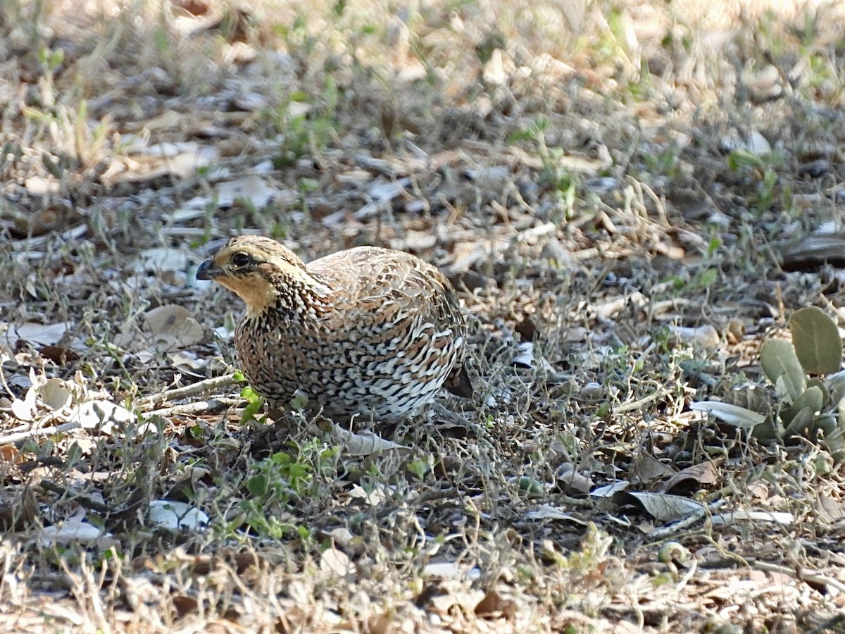 Northern Bobwhite - ML644772843