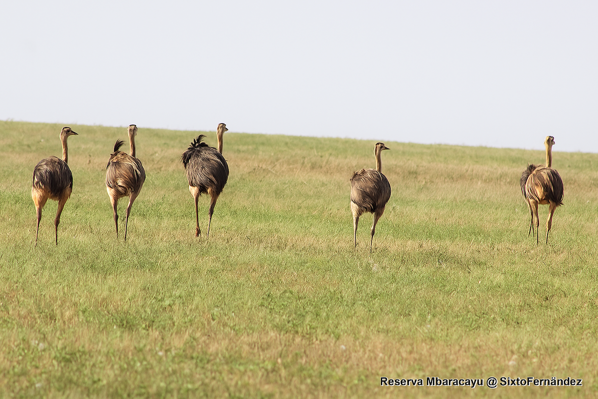 Greater Rhea - ML644772849