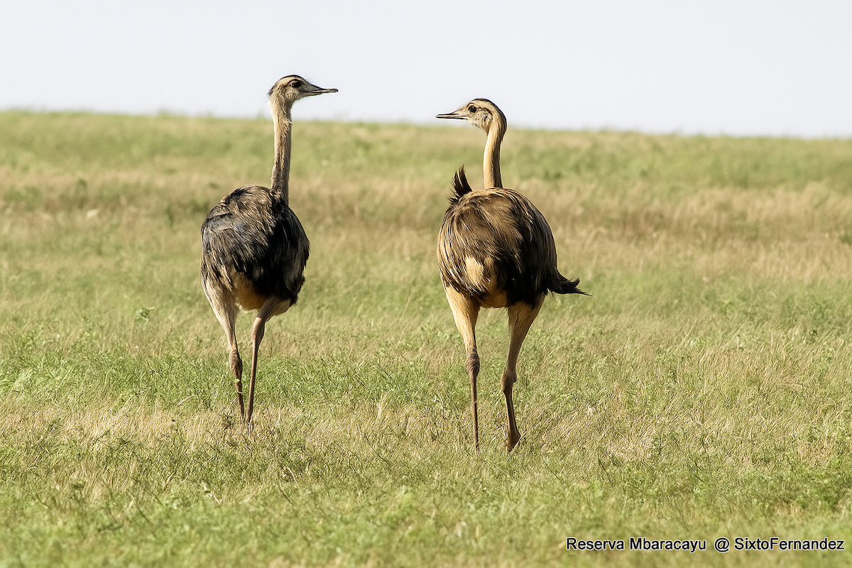 Greater Rhea - ML644772850