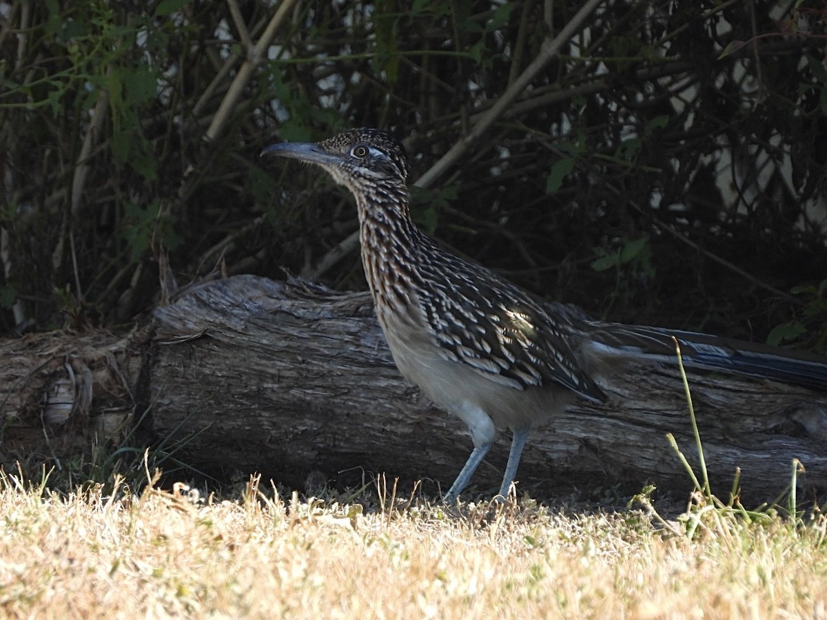 Greater Roadrunner - ML644772851