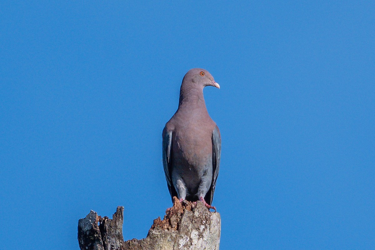 Red-billed Pigeon - ML644772856