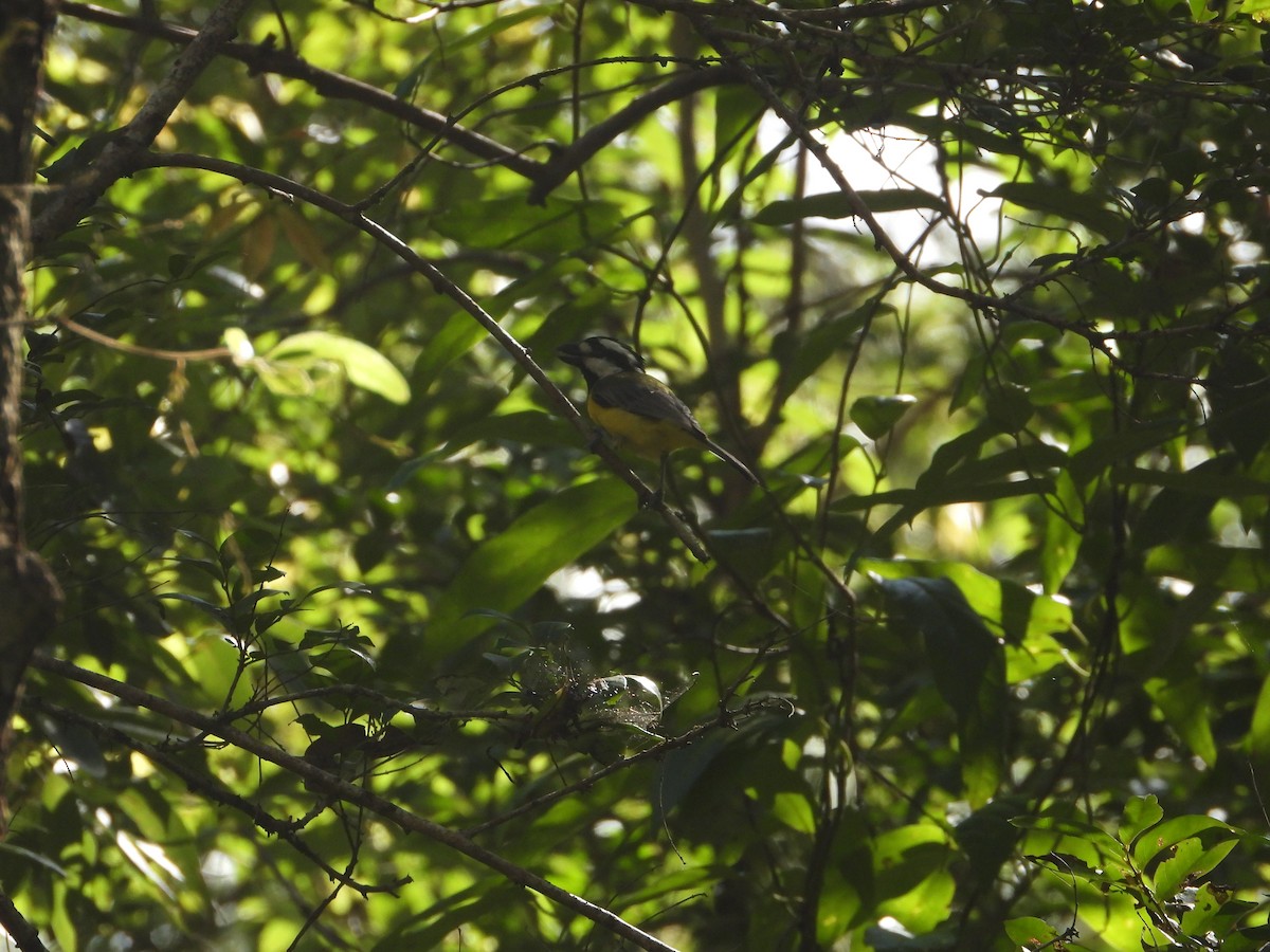 Eastern Shrike-tit - ML644772862