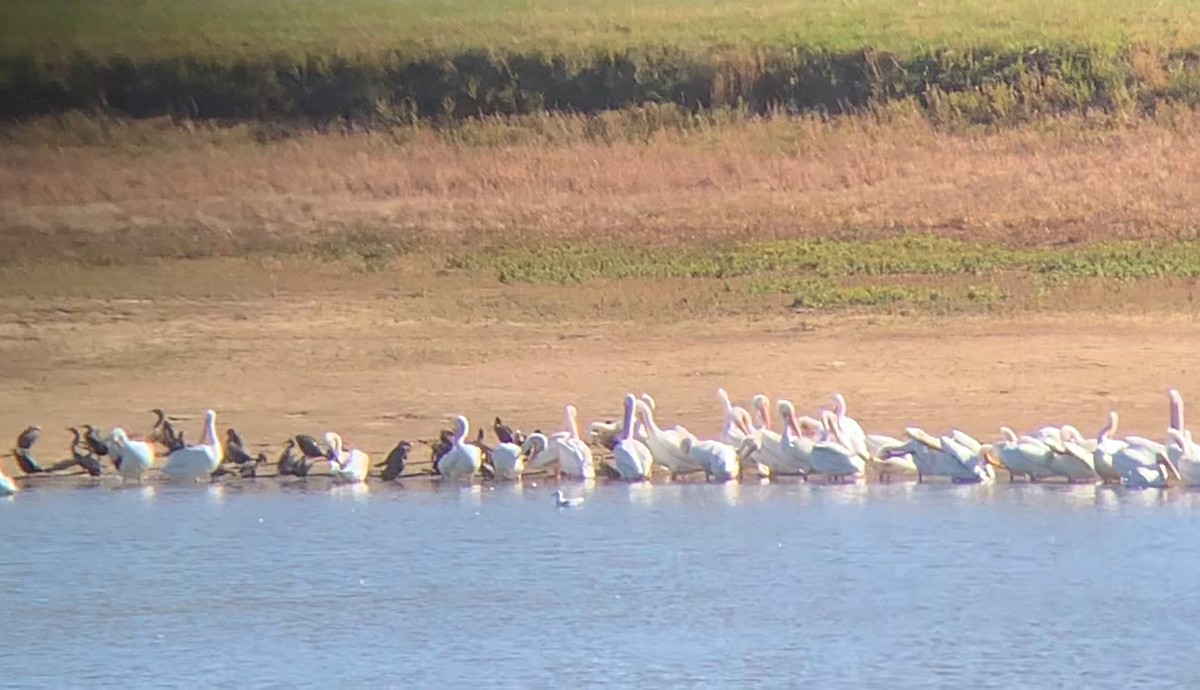 American White Pelican - ML644772867