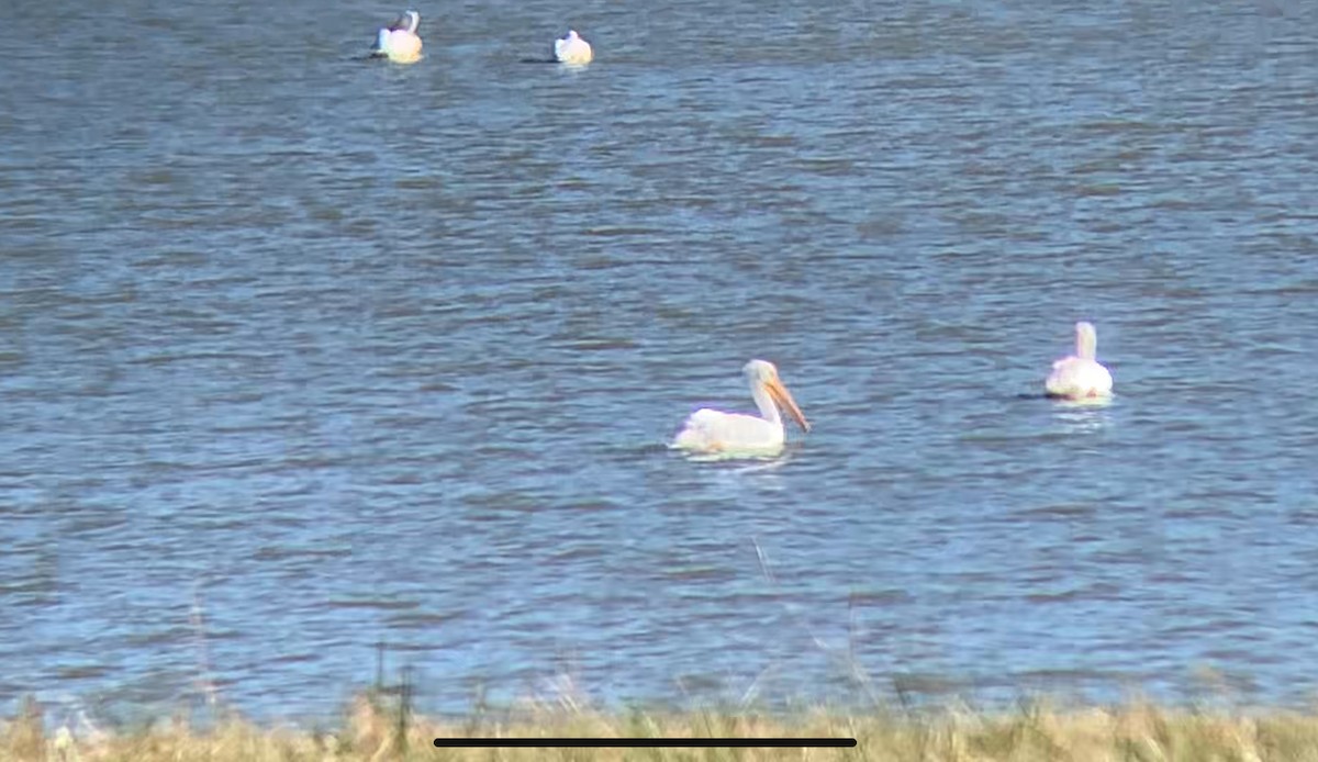 American White Pelican - ML644772868