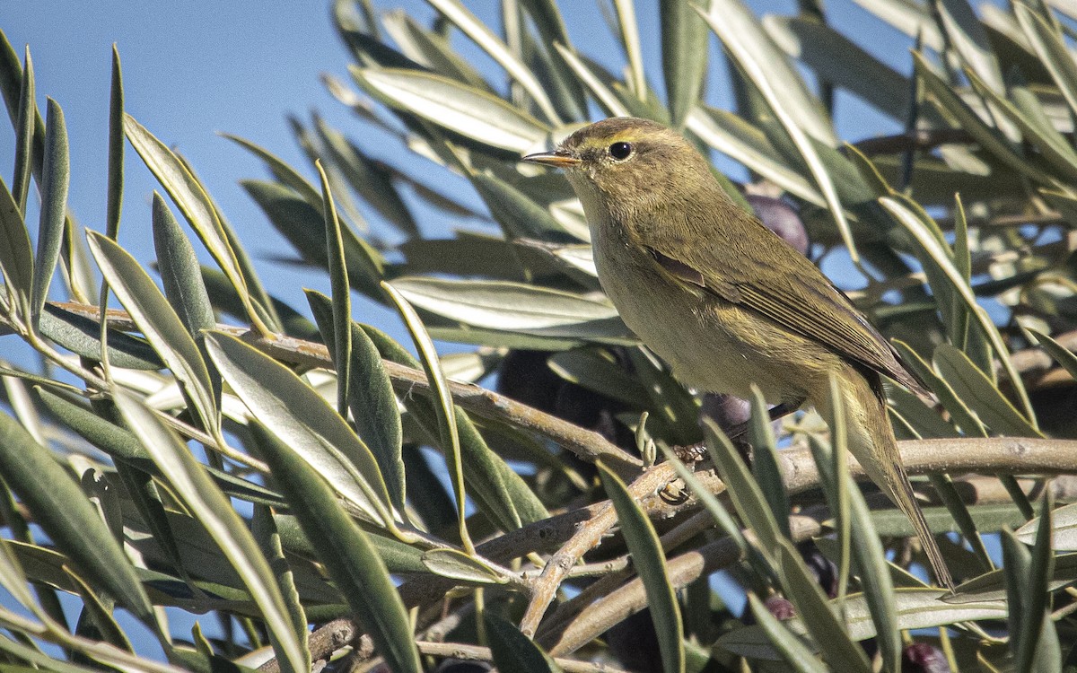 Mosquitero Común - ML644772869