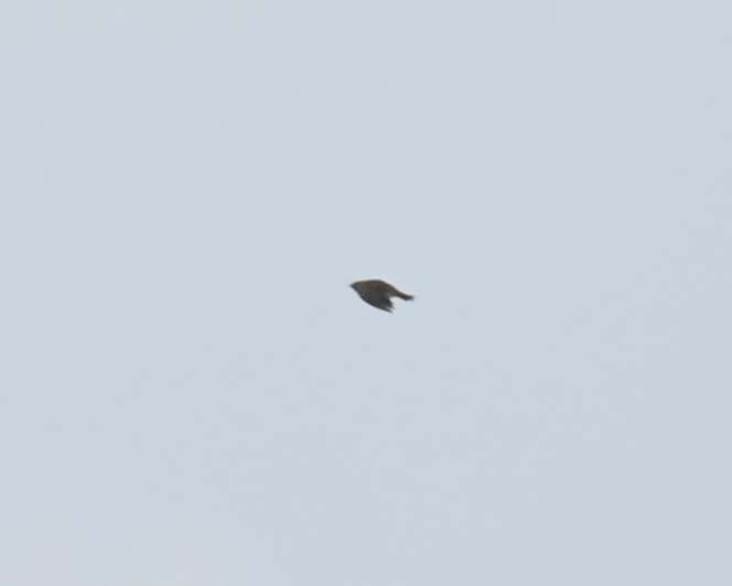 Horned Lark - ML644772881