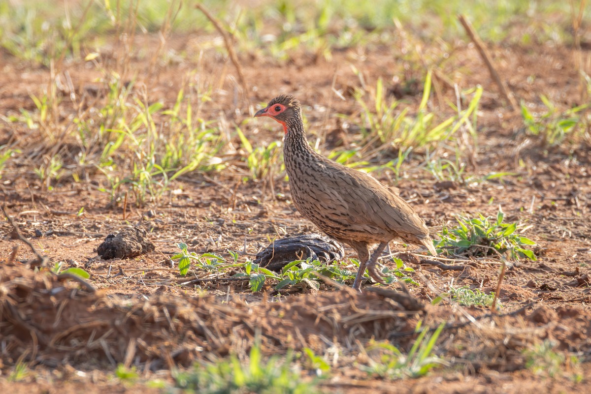 Swainson's Spurfowl - ML644772887