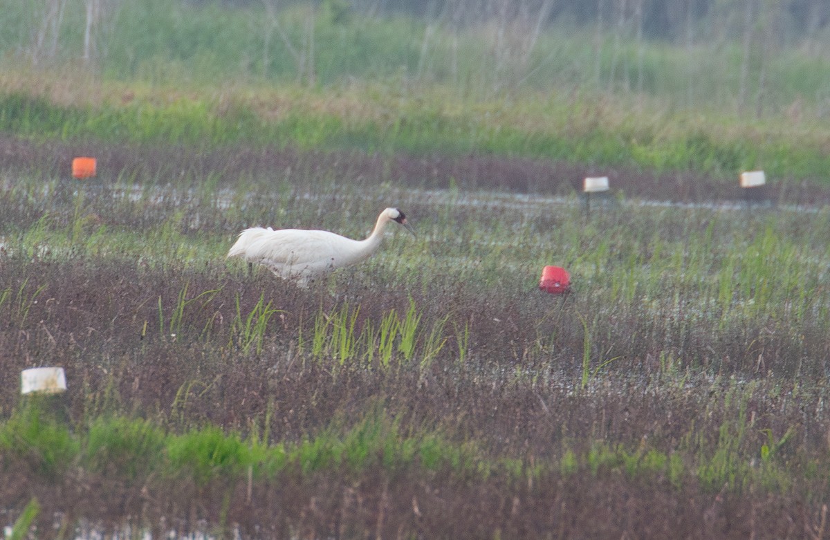 trompettrane - ML644772895