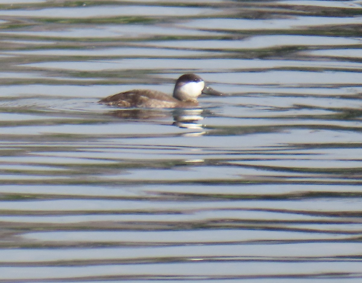 Schwarzkopf-Ruderente - ML644772897