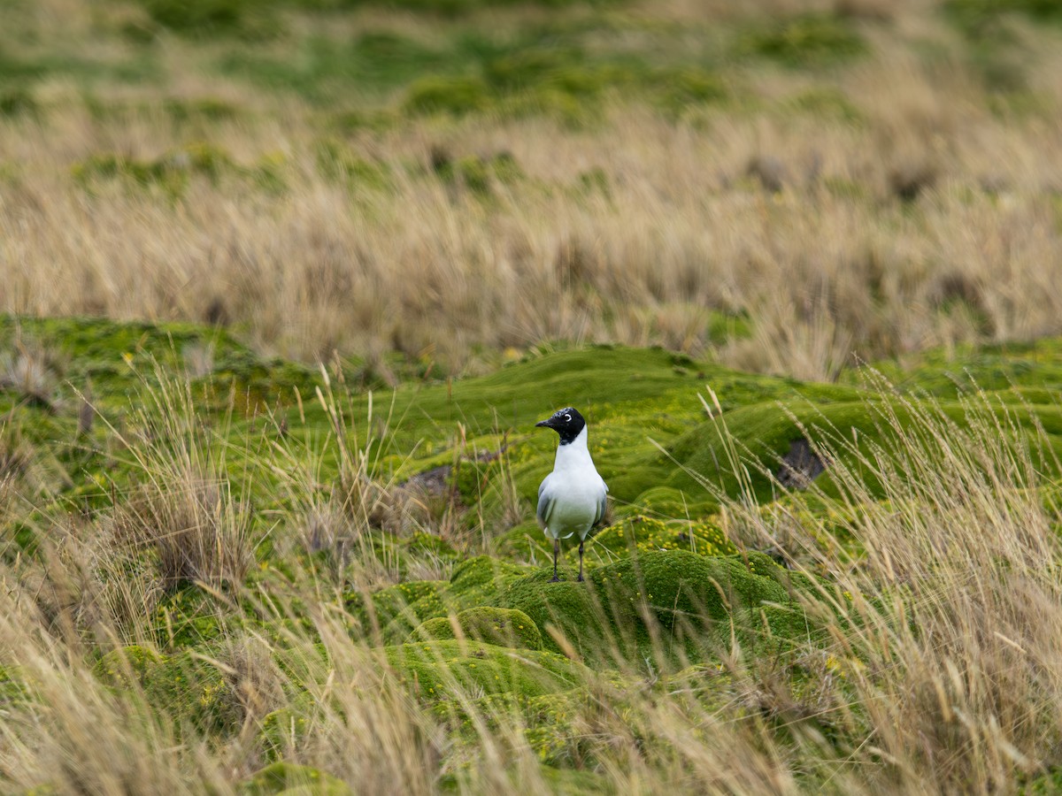 Andean Gull - ML644772901