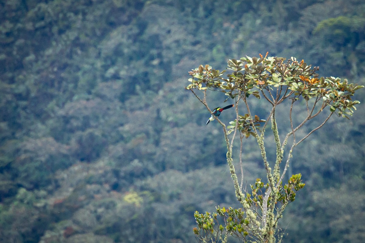Андигена білощока - ML644772904