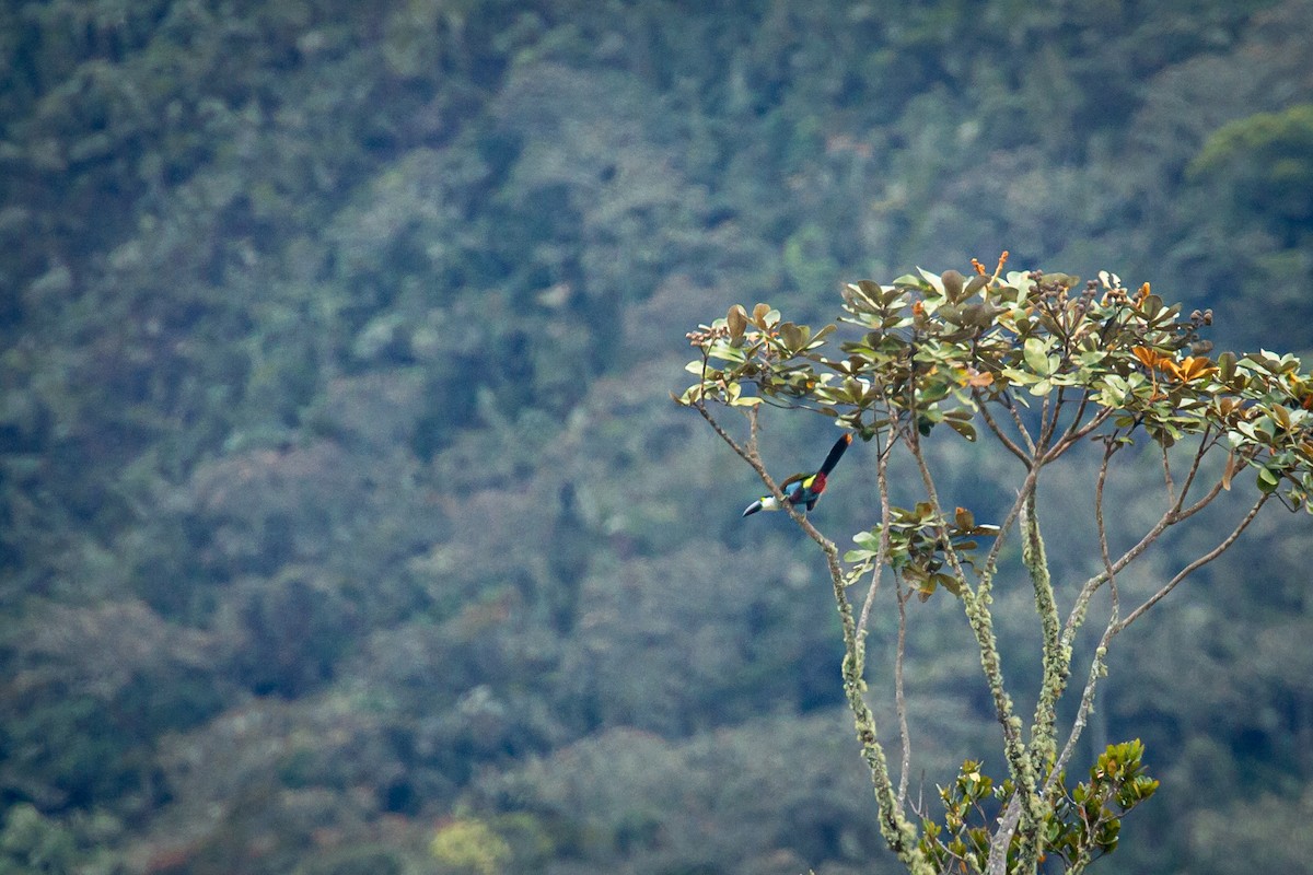 Андигена білощока - ML644772905