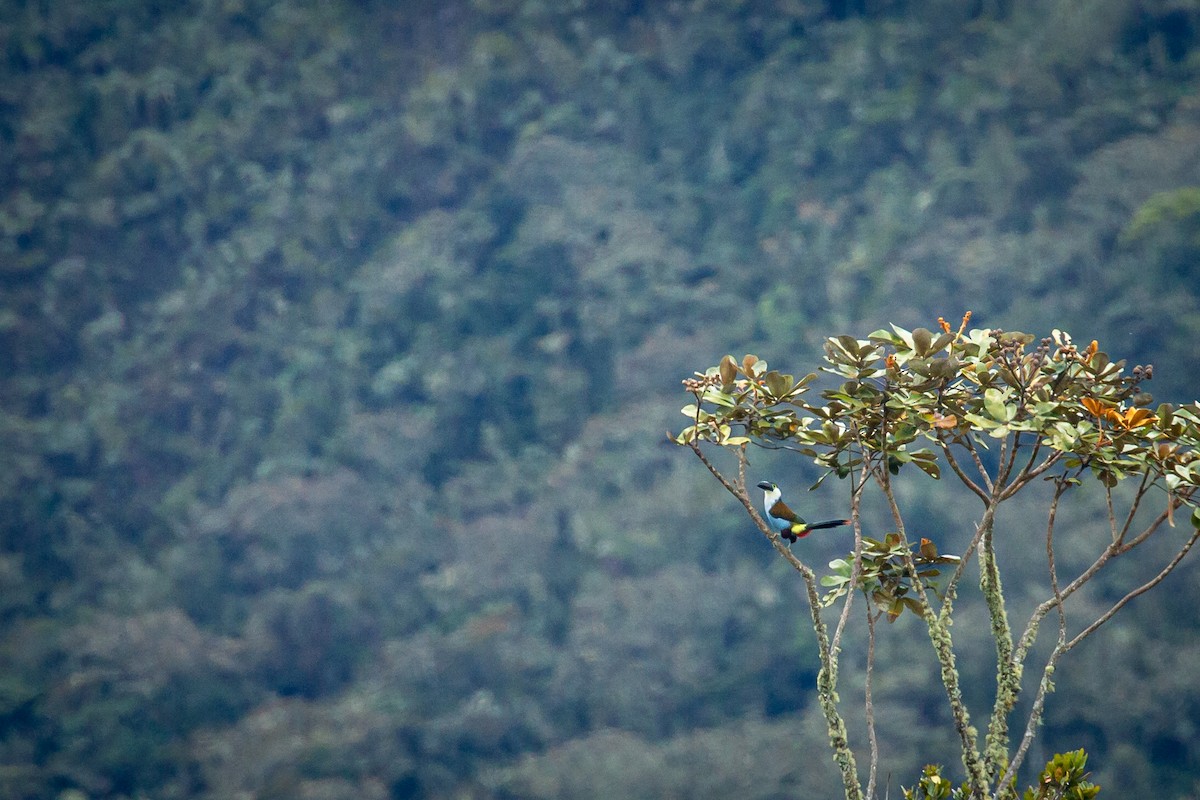 Андигена білощока - ML644772906