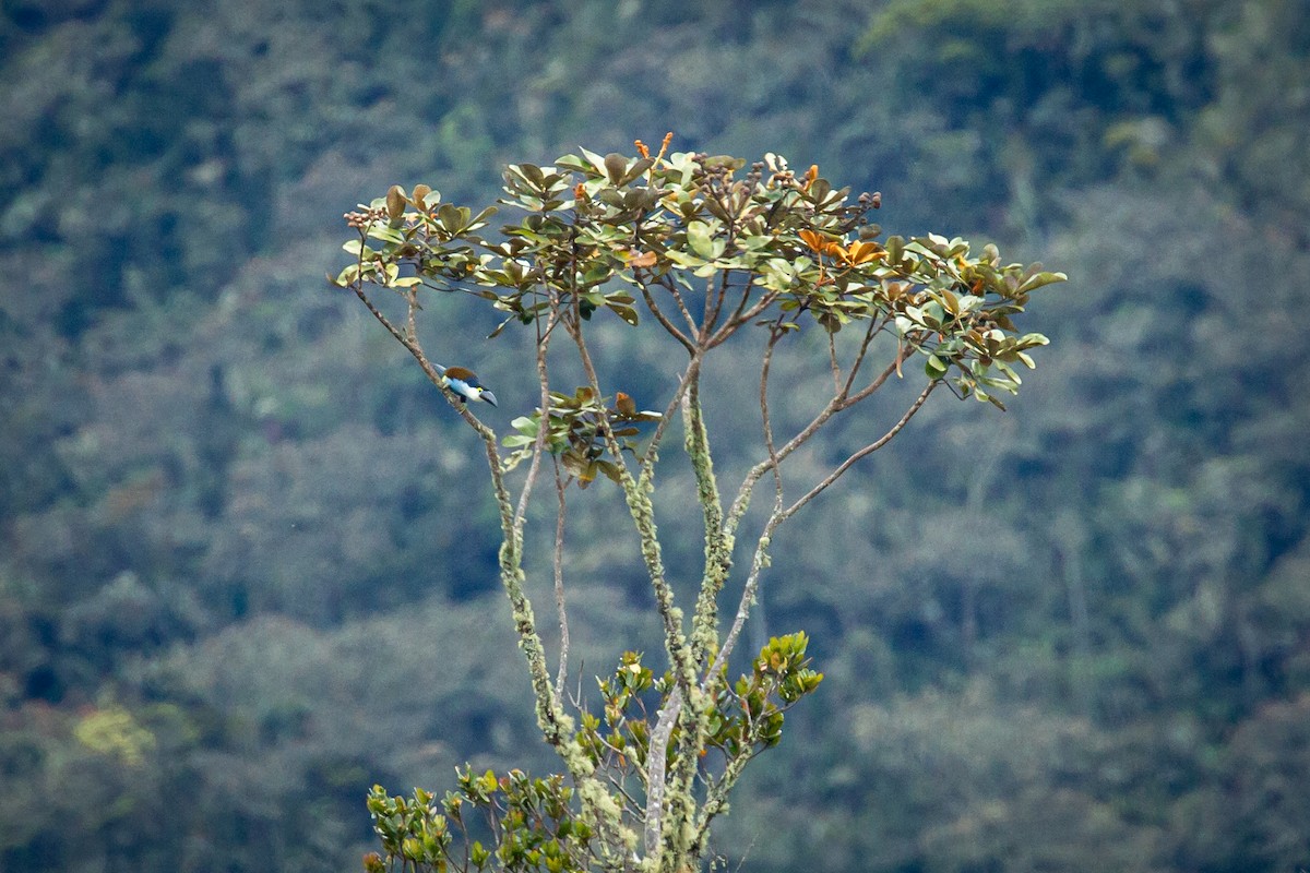 Андигена білощока - ML644772907
