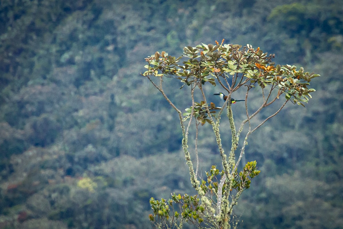 Андигена білощока - ML644772908