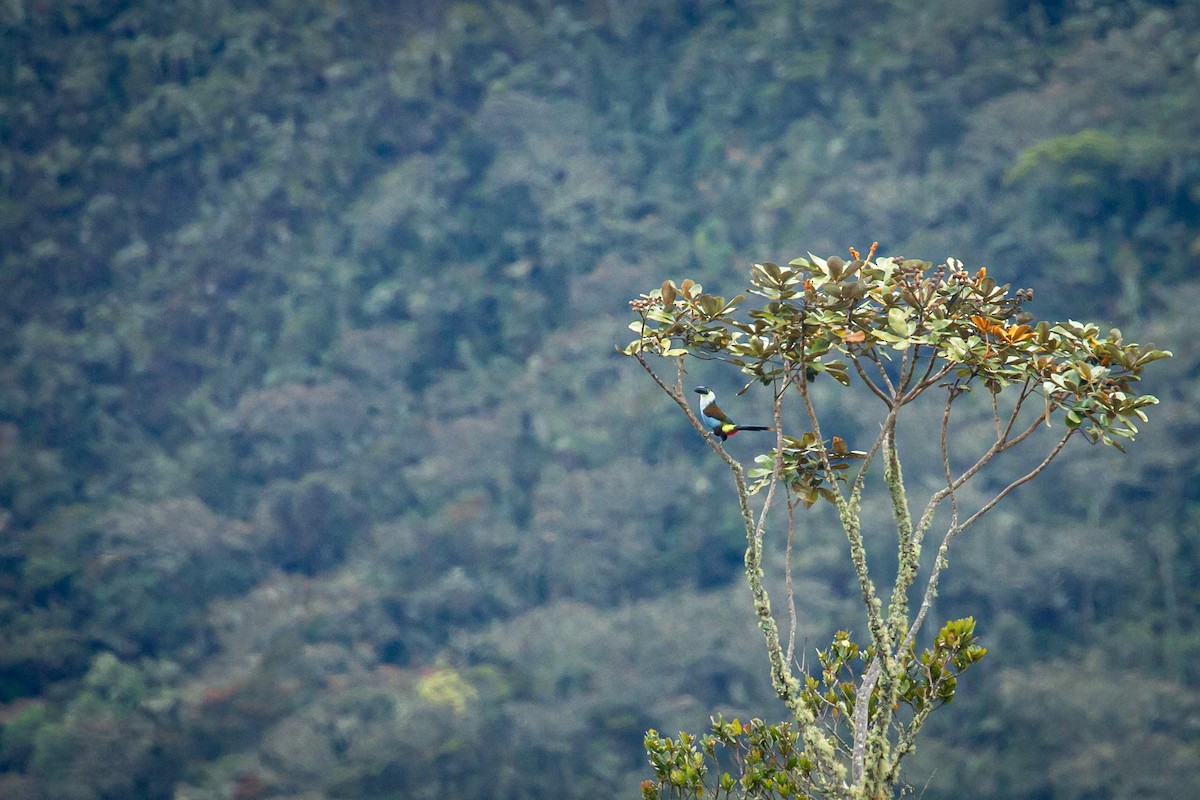 Андигена білощока - ML644772909