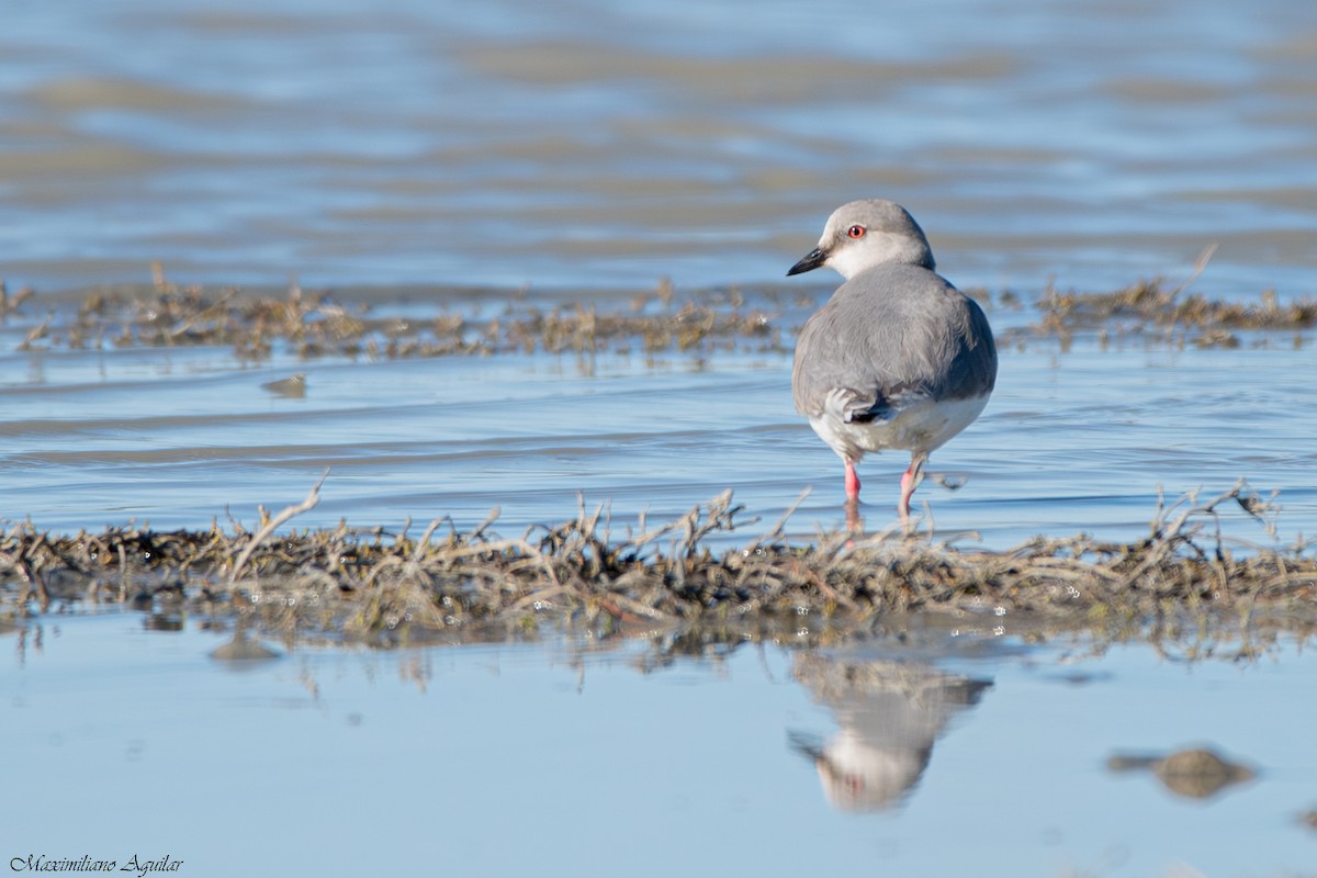 Магелланова ржанка - ML644772916