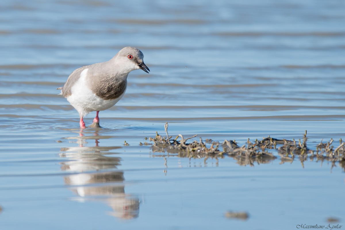 Магелланова ржанка - ML644772917