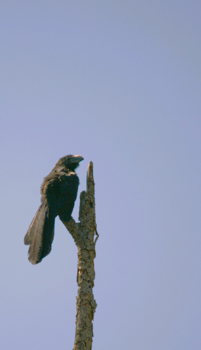 ミゾハシカッコウ - ML644772918