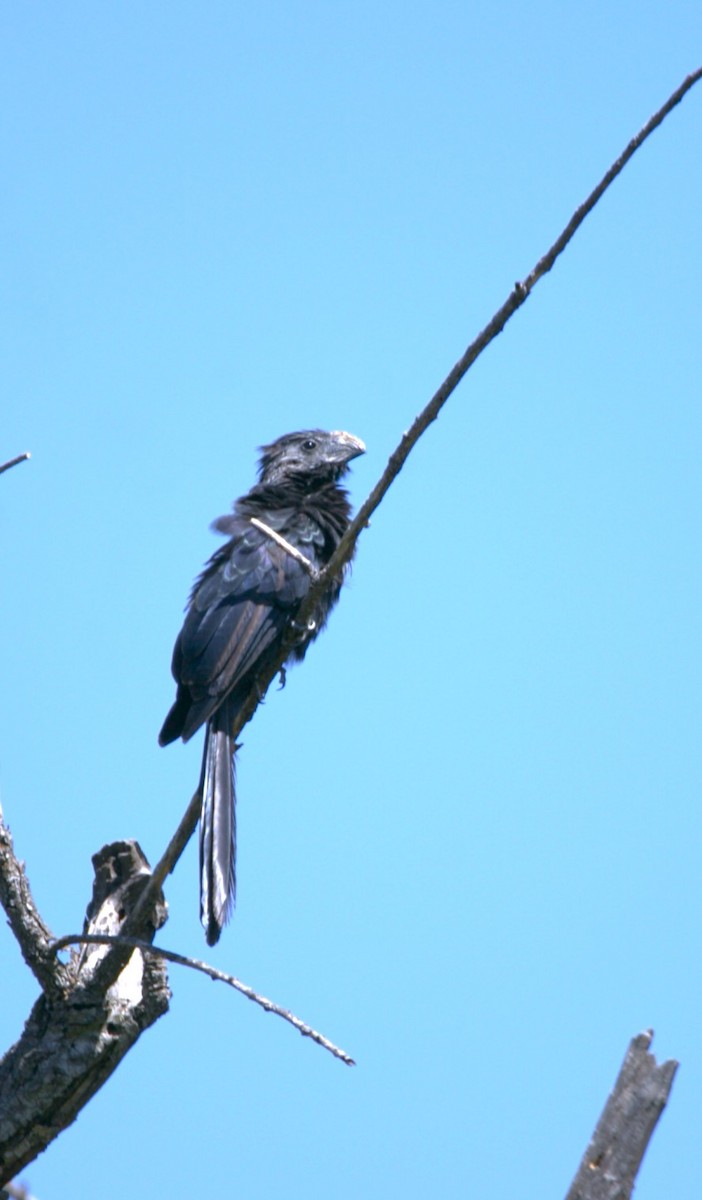 ミゾハシカッコウ - ML644772919