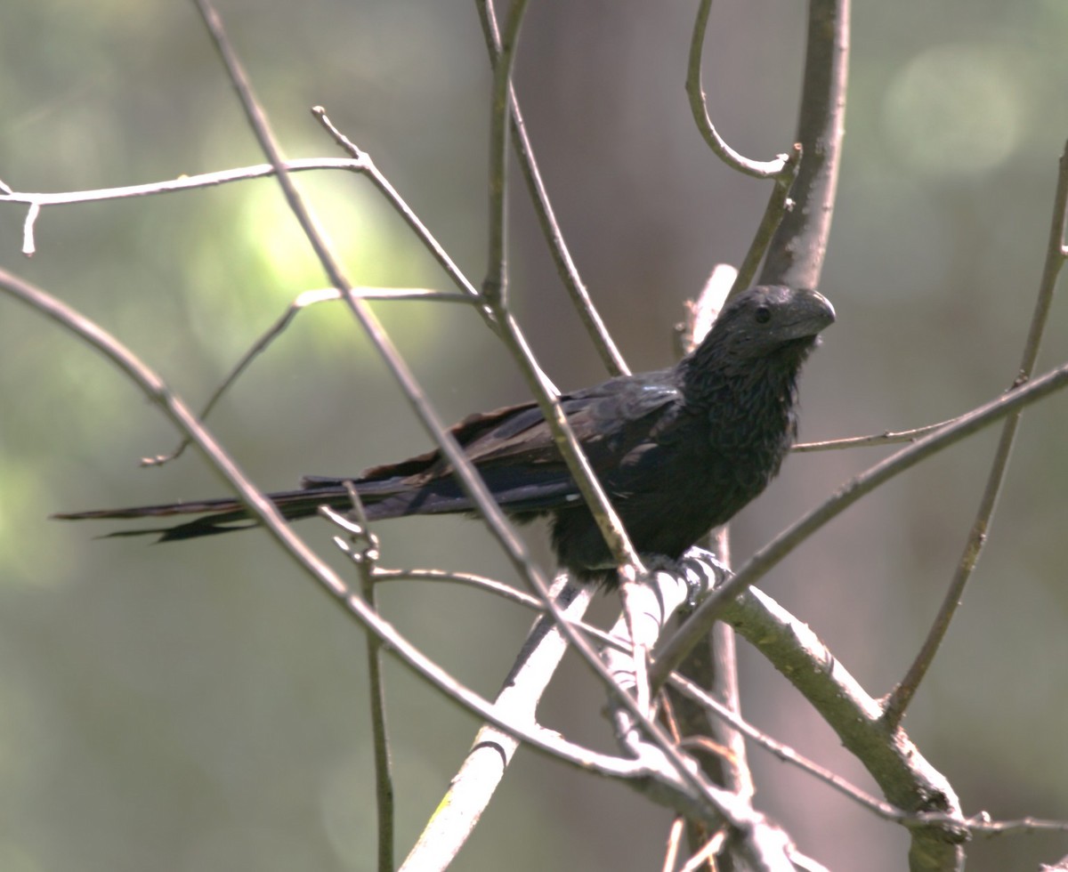 ミゾハシカッコウ - ML644772920