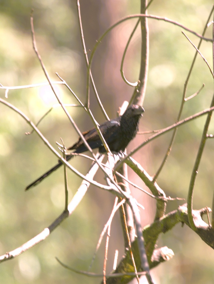 ミゾハシカッコウ - ML644772921