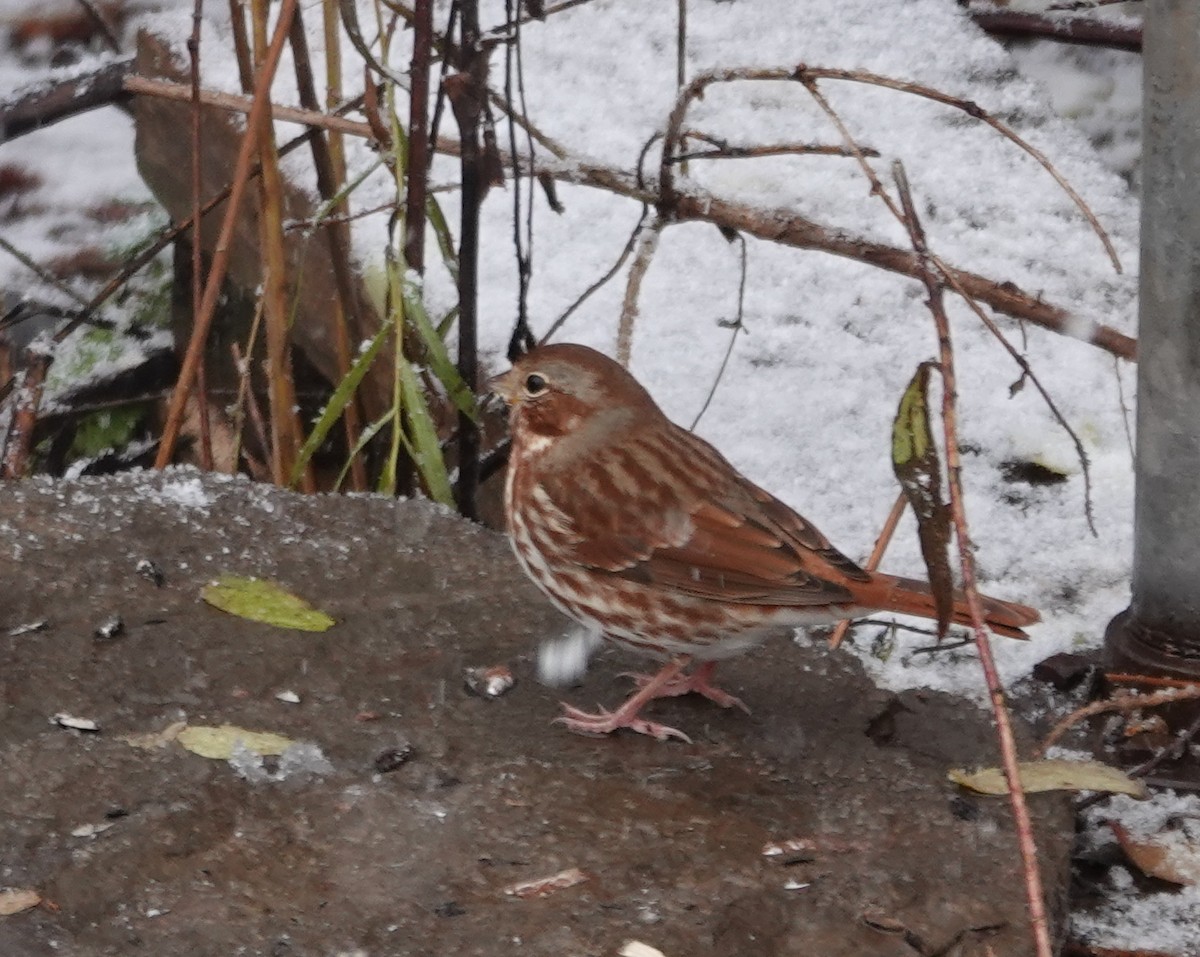 Fox Sparrow - ML644772939