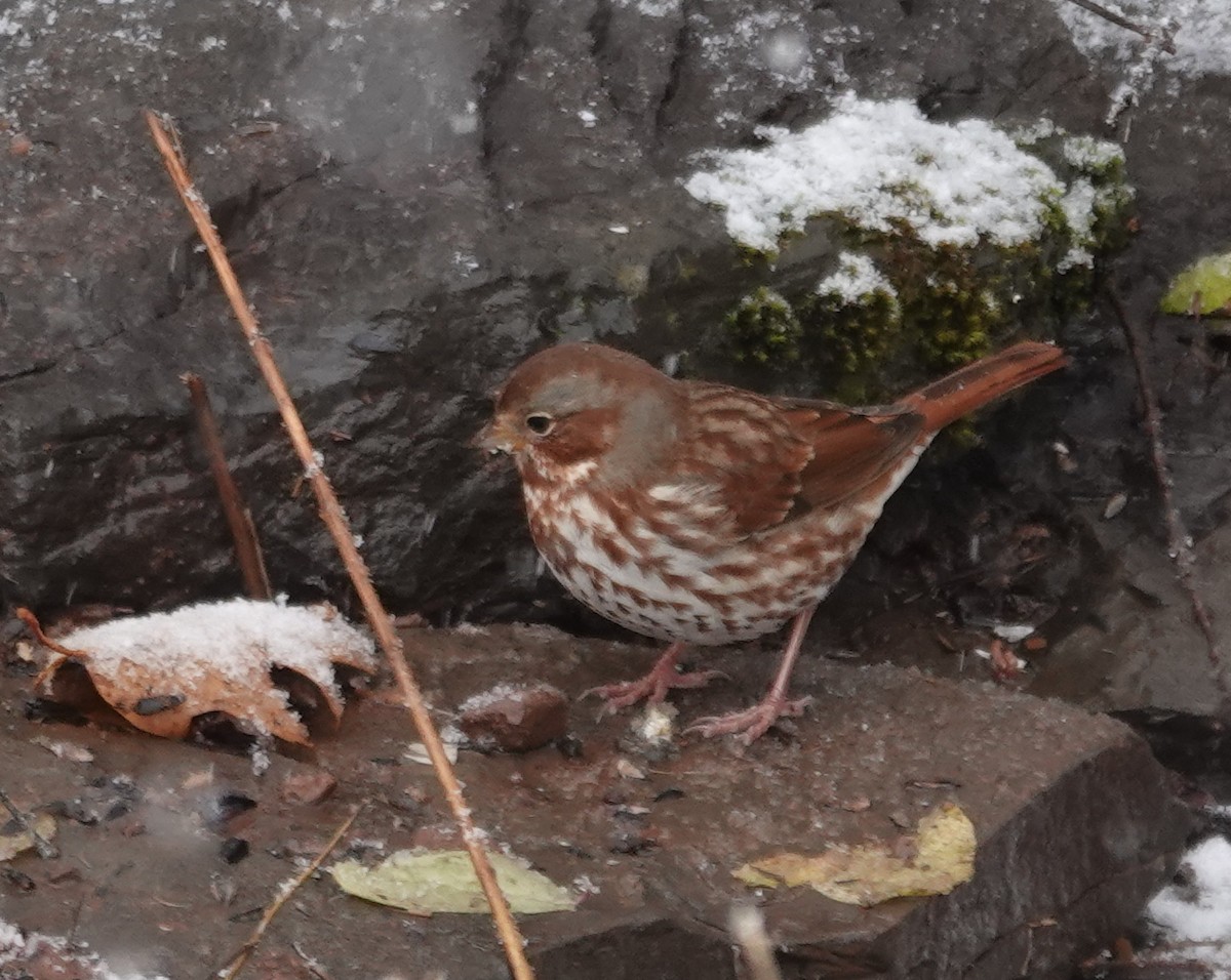 Fox Sparrow - ML644772940